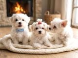 Core Tescup Maltese Bebekler