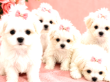 Core Tescup Maltese Bebekler