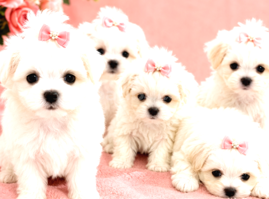 Core Tescup Maltese Bebekler