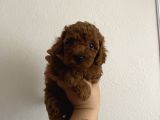 Kore Orjinal Toypoodle Ev Ortamında Anne Ve Baba Yanında