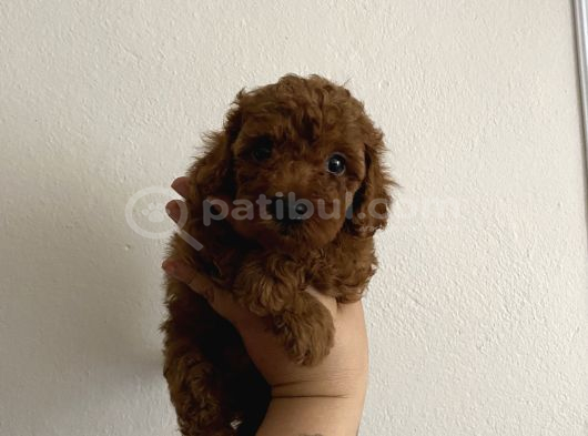Kore Orjinal Toypoodle Ev Ortamında Anne Ve Baba Yanında