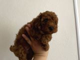 Kore Orjinal Toypoodle Ev Ortamında Anne Ve Baba Yanında