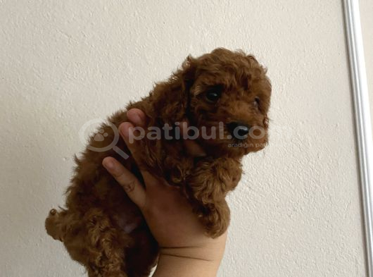 Kore Orjinal Toypoodle Ev Ortamında Anne Ve Baba Yanında görsel