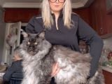 12 Yıllık Tecrube Ile Safkan Maine Coon