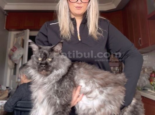 12 Yıllık Tecrube Ile Safkan Maine Coon