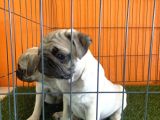 A Kalşye Pug Yarular