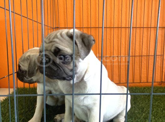 A Kalşye Pug Yarular görsel