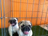 A Kalşye Pug Yarular