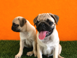 A Kalşye Pug Yarular