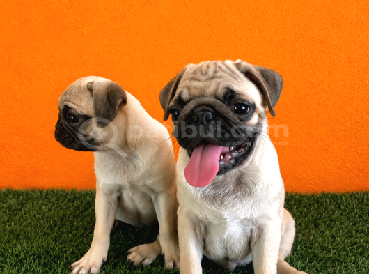 A Kalşye Pug Yarular görsel