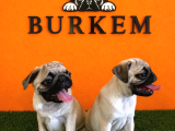 A Kalşye Pug Yarular
