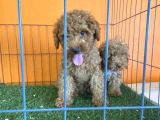 Irk Garantili Toy Poodle Yavrular