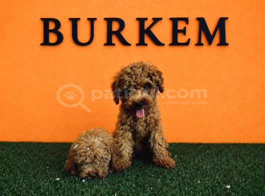 Irk Garantili Toy Poodle Yavrular görsel