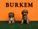 Irk Garantili Toy Poodle Yavrular