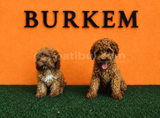 Irk Garantili Toy Poodle Yavrular görsel