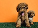 Irk Garantili Toy Poodle Yavrular