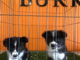 A Kalite Border Collie Yavrular