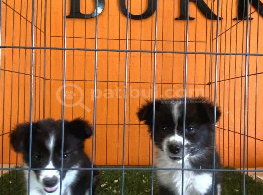 A Kalite Border Collie Yavrular görsel
