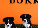 A Kalite Border Collie Yavrular