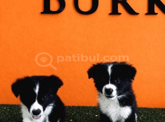 A Kalite Border Collie Yavrular görsel