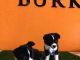 A Kalite Border Collie Yavrular