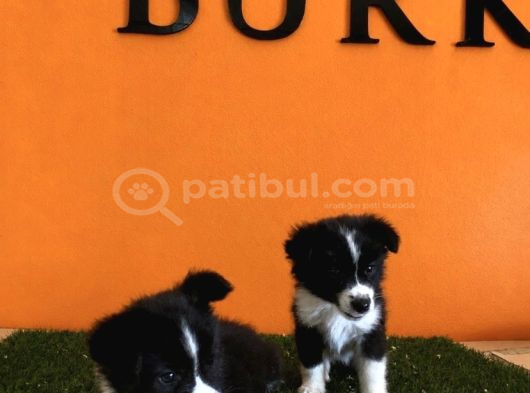 A Kalite Border Collie Yavrular görsel