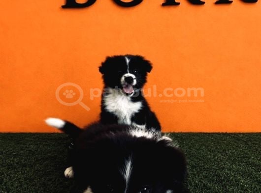 A Kalite Border Collie Yavrular