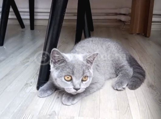 Tatlı Yavru Kediler İstanbul görsel