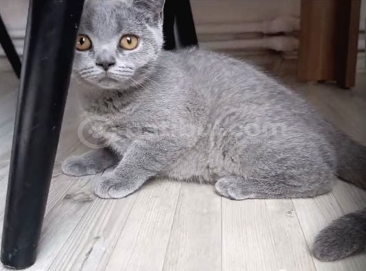 Tatlı Yavru Kediler İstanbul görsel