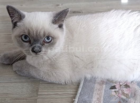 Tatlı Yavru Kediler İstanbul görsel