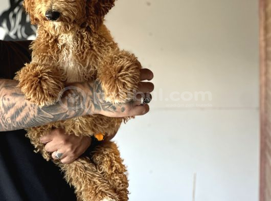 Özel Seri Dev Poodle Bebekler