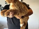 Özel Seri Dev Poodle Bebekler