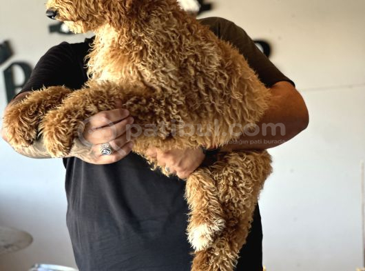 Özel Seri Dev Poodle Bebekler görsel