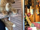 Özel Seri Dev Poodle Bebekler
