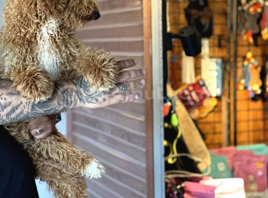 Özel Seri Dev Poodle Bebekler görsel