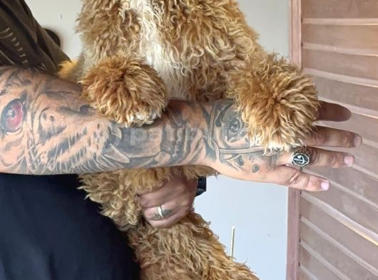 Özel Seri Dev Poodle Bebekler görsel