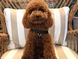 Çok Özel Di̇şi Toy Poodle Kizimiz