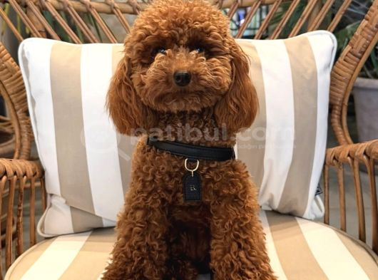 Çok Özel Di̇şi Toy Poodle Kizimiz görsel
