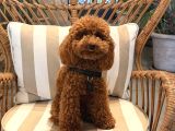 Çok Özel Di̇şi Toy Poodle Kizimiz