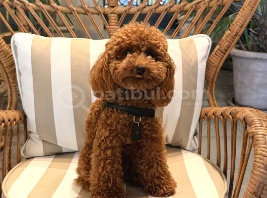 ÇOK ÖZEL DİŞi TOY POODLE KIZIMIZ