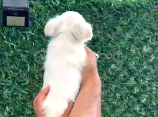 3 Aylık Elma Kafa Küt Burun Sıfır Numara görsel