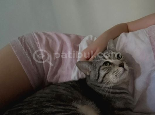 2 Yaşında Uysal Ve Sevecen Simbaya Ömürlük Yuva görsel