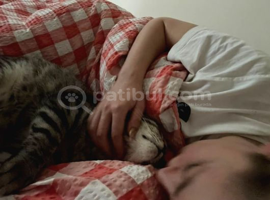2 Yaşında Uysal Ve Sevecen Simbaya Ömürlük Yuva görsel