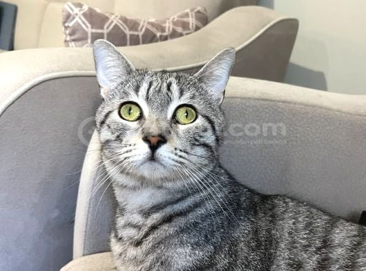 2 Yaşında Uysal Ve Sevecen Simbaya Ömürlük Yuva görsel