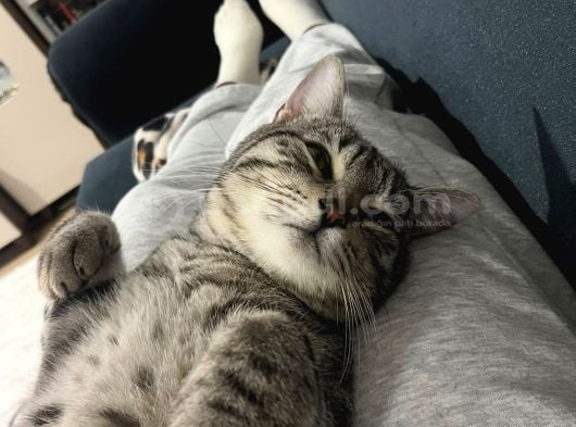 2 Yaşında Uysal Ve Sevecen Simbaya Ömürlük Yuva görsel