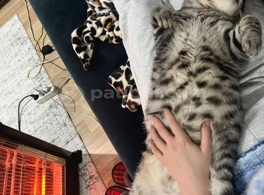 2 Yaşında Uysal Ve Sevecen Simbaya Ömürlük Yuva görsel