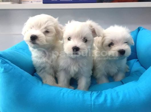 Maltese Terri̇er Ci̇nsi̇ Yavrular görsel