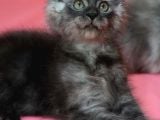 12 Yıllık Tecrube Ile Safkan Maine Coon