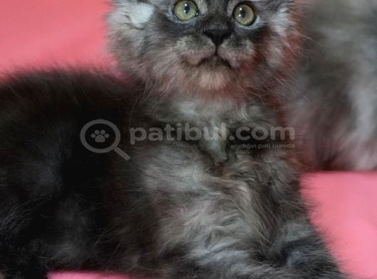 12 Yıllık Tecrube Ile Safkan Maine Coon görsel
