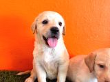 Şampanya Labrador Retriever Yavrularımız